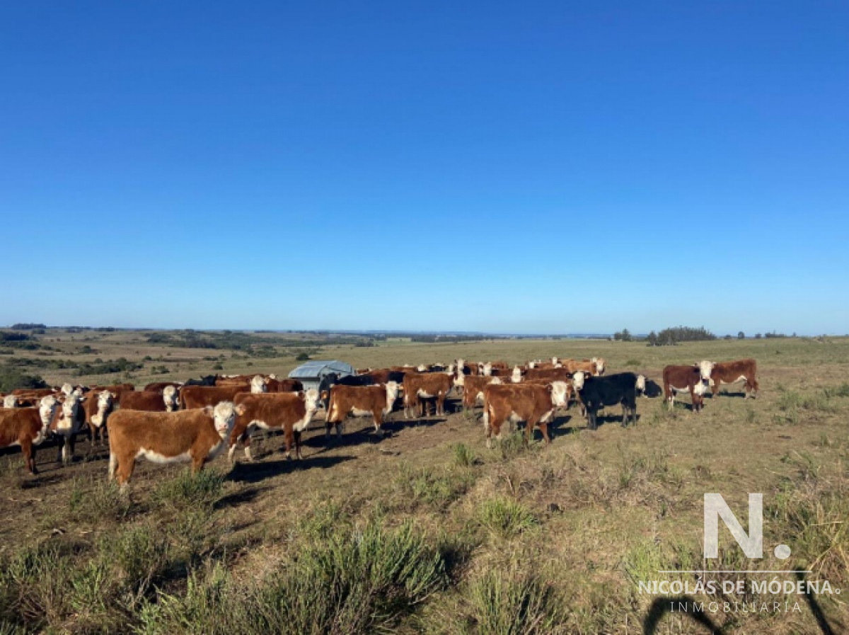 Ideal opcion de inversion, campo en Garzon - GoPunta - Portal Inmobiliario de Punta del Este - Maldonado
