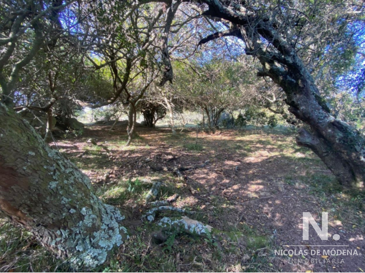 Ideal opcion de inversion, campo en Garzon - GoPunta - Portal Inmobiliario de Punta del Este - Maldonado