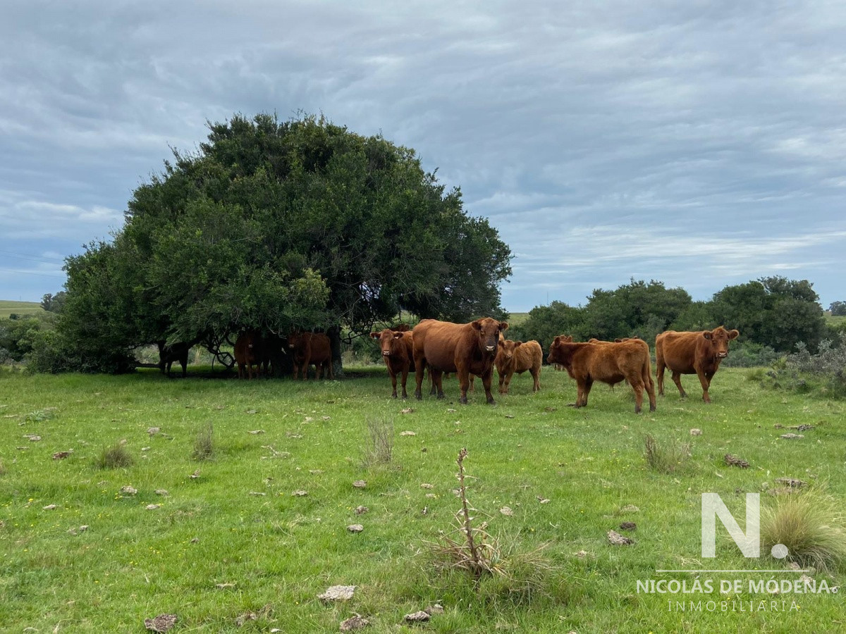 Gran oportunidad de Campo. - GoPunta - Portal Inmobiliario de Punta del Este - Maldonado