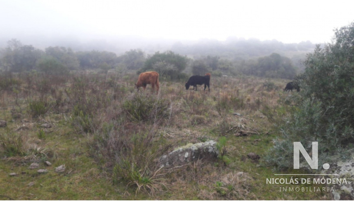Campo Ganadero en Venta en Aigua - GoPunta - Portal Inmobiliario de Punta del Este - Maldonado