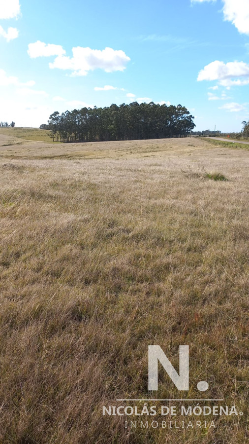 Campo de 52 has en excelente ubicacion, prox a ruta 9 - GoPunta - Portal Inmobiliario de Punta del Este - Maldonado