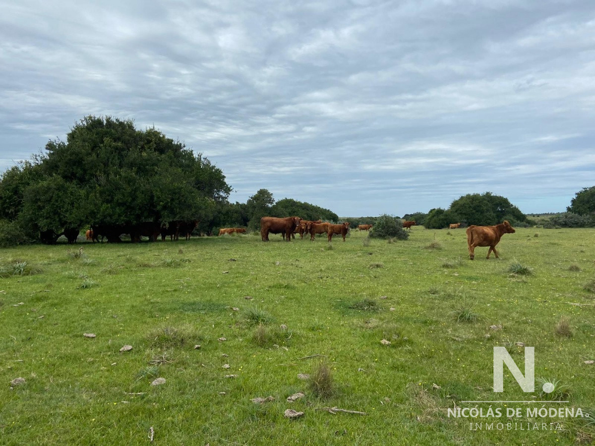 Gran oportunidad de Campo. - GoPunta - Portal Inmobiliario de Punta del Este - Maldonado