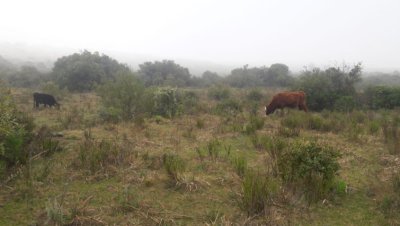 Vende campo en Aigua- Maldonado de 40 hectareas.