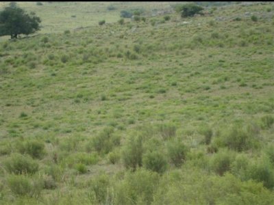 Campo de 95hàs.