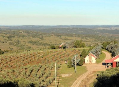 Campo con producción de olivo , Ideal para quien desea invertir !