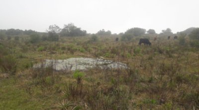 Campo Ganadero en Venta en Aigua 