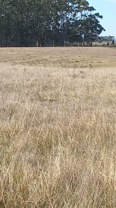 Campo de 52 has en excelente ubicacion, prox a ruta 9