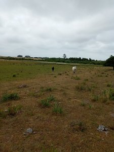 Campo en , 