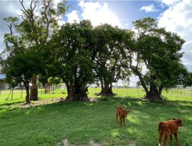 Campo con gran potencial 