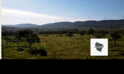 En venta excelente campo Olivícola de 54Has en Sierra de los Caracoles.