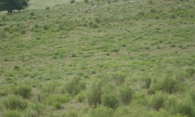 Campo de 95hàs.
