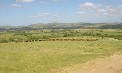 En venta campo criador en Montevideo - Treinta y Tres.