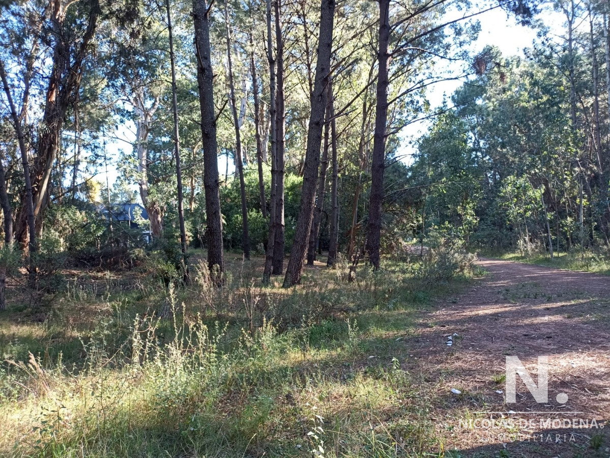 Pinares - GoPunta - Portal Inmobiliario de Punta del Este - Maldonado