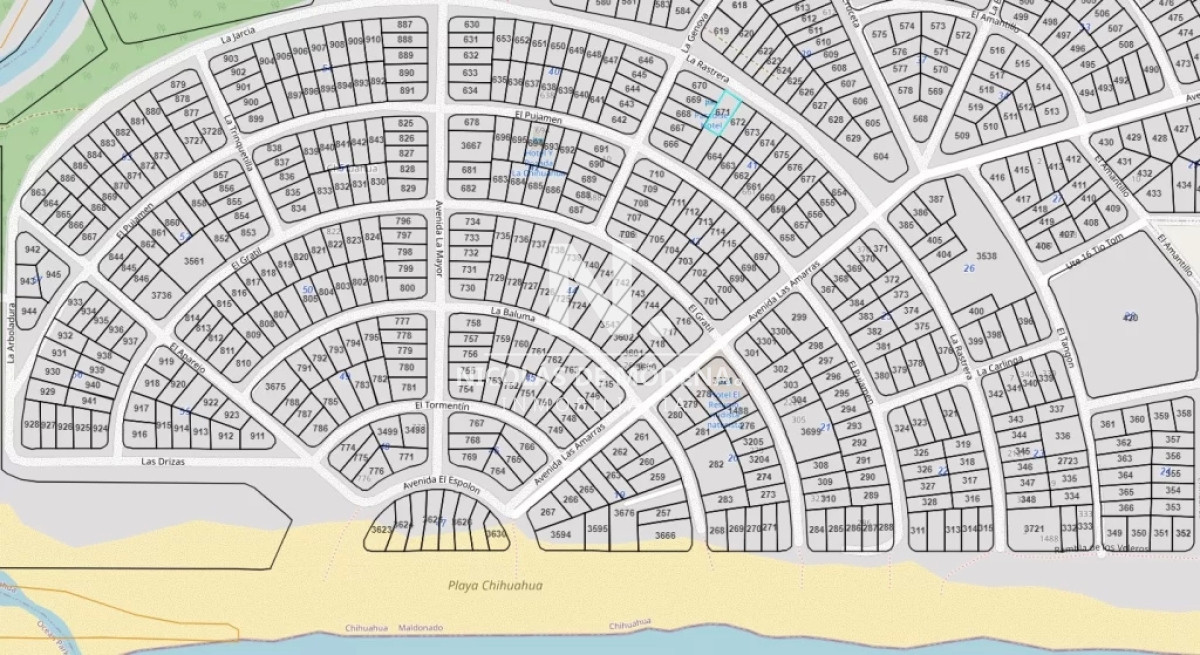 Chihuahua - GoPunta - Portal Inmobiliario de Punta del Este - Maldonado
