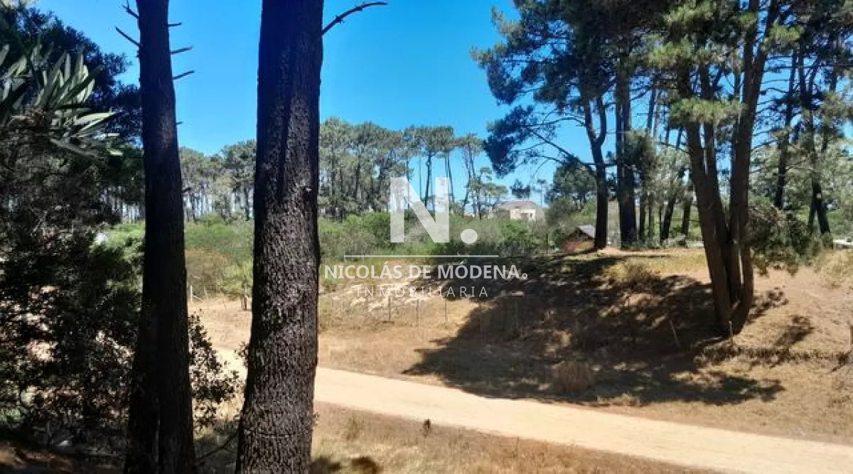 Chihuahua - GoPunta - Portal Inmobiliario de Punta del Este - Maldonado