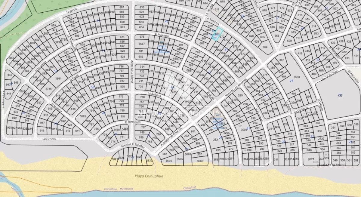 Chihuahua - GoPunta - Portal Inmobiliario de Punta del Este - Maldonado