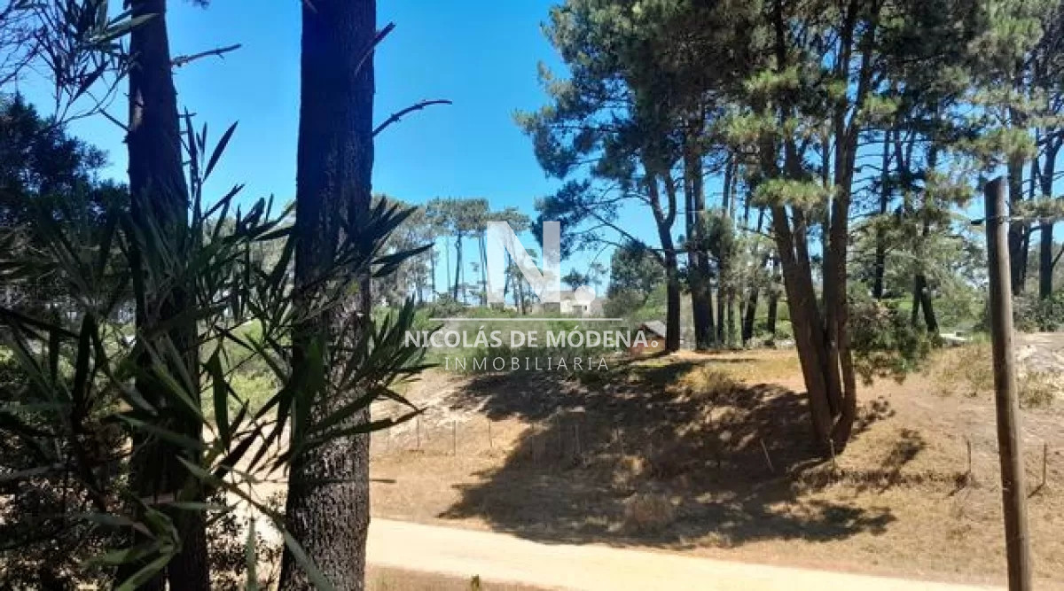 Chihuahua - GoPunta - Portal Inmobiliario de Punta del Este - Maldonado
