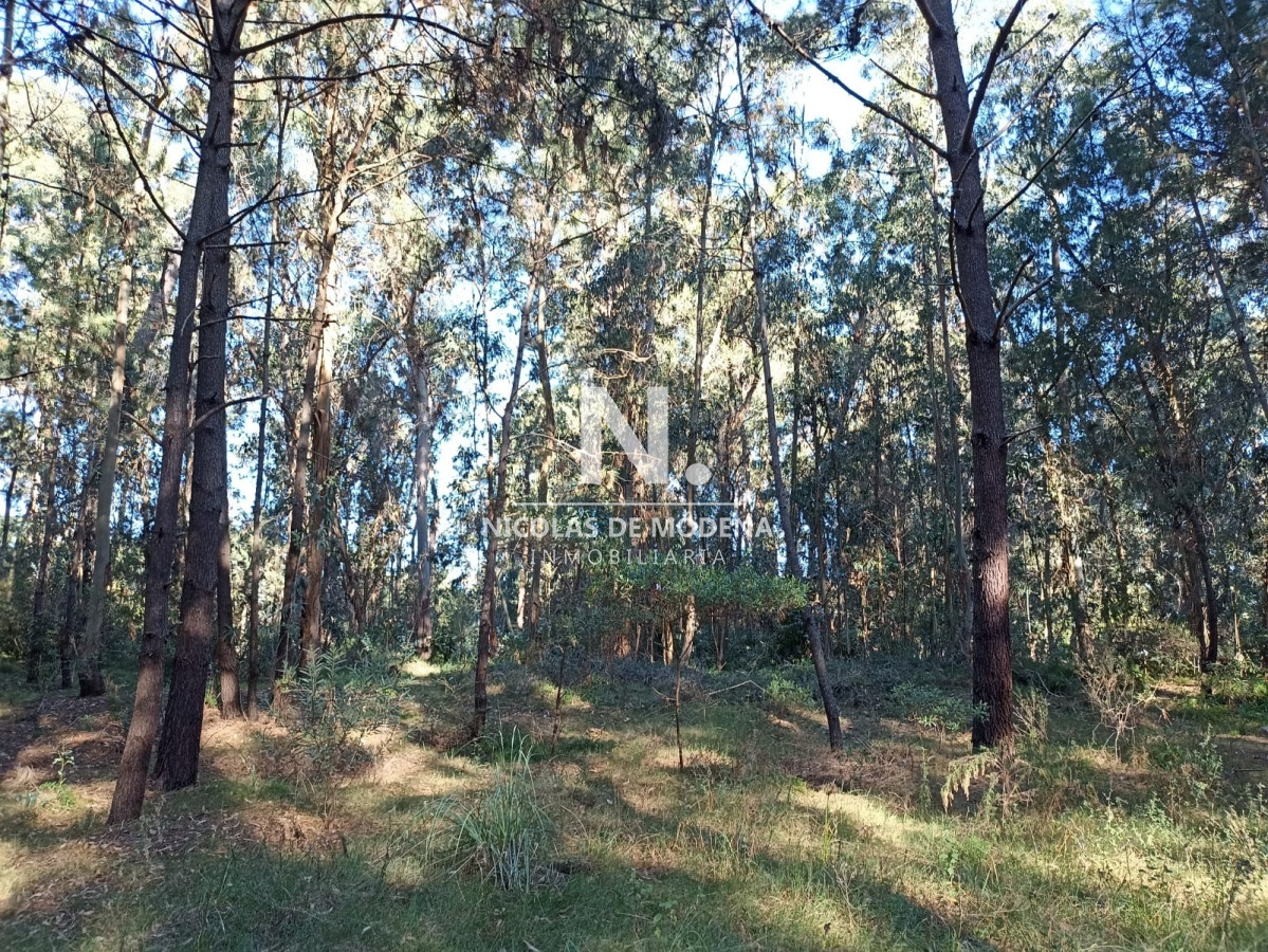 Pinares - GoPunta - Portal Inmobiliario de Punta del Este - Maldonado