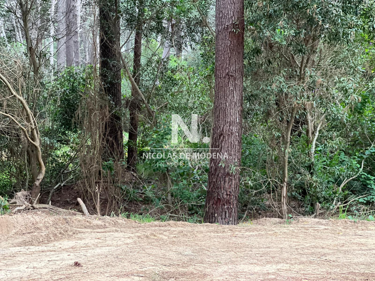 Montoya - GoPunta - Portal Inmobiliario de Punta del Este - Maldonado