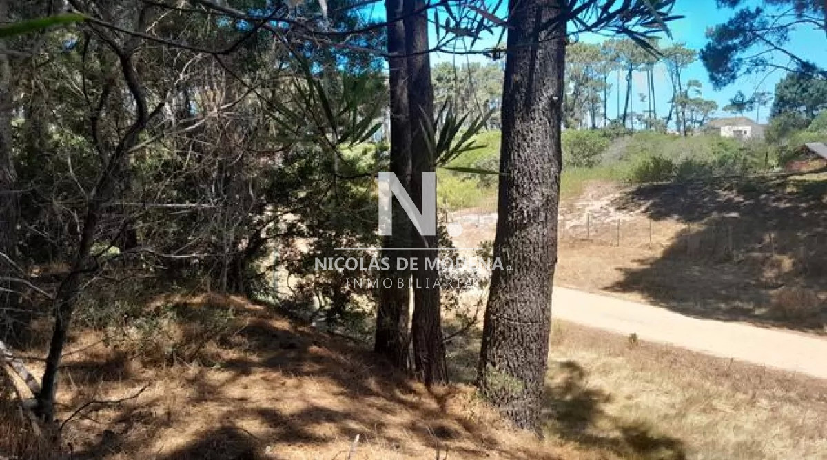 Chihuahua - GoPunta - Portal Inmobiliario de Punta del Este - Maldonado
