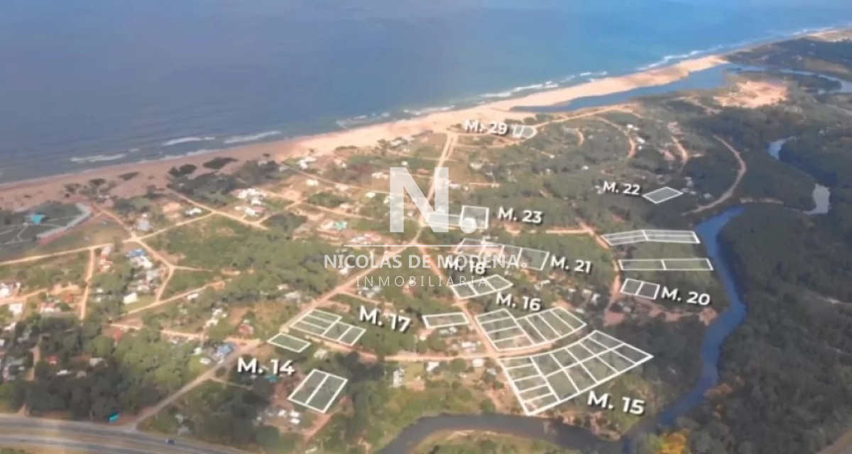 Chihuahua - GoPunta - Portal Inmobiliario de Punta del Este - Maldonado