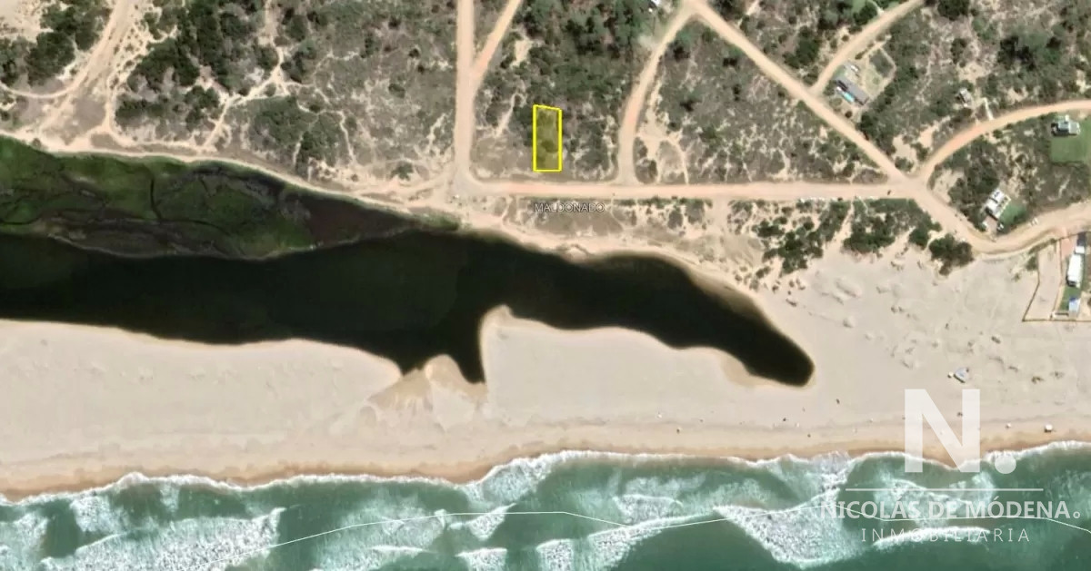 Chihuahua - GoPunta - Portal Inmobiliario de Punta del Este - Maldonado