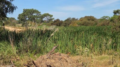 Vende terreno de 4223 m2 en Jose Ignacio