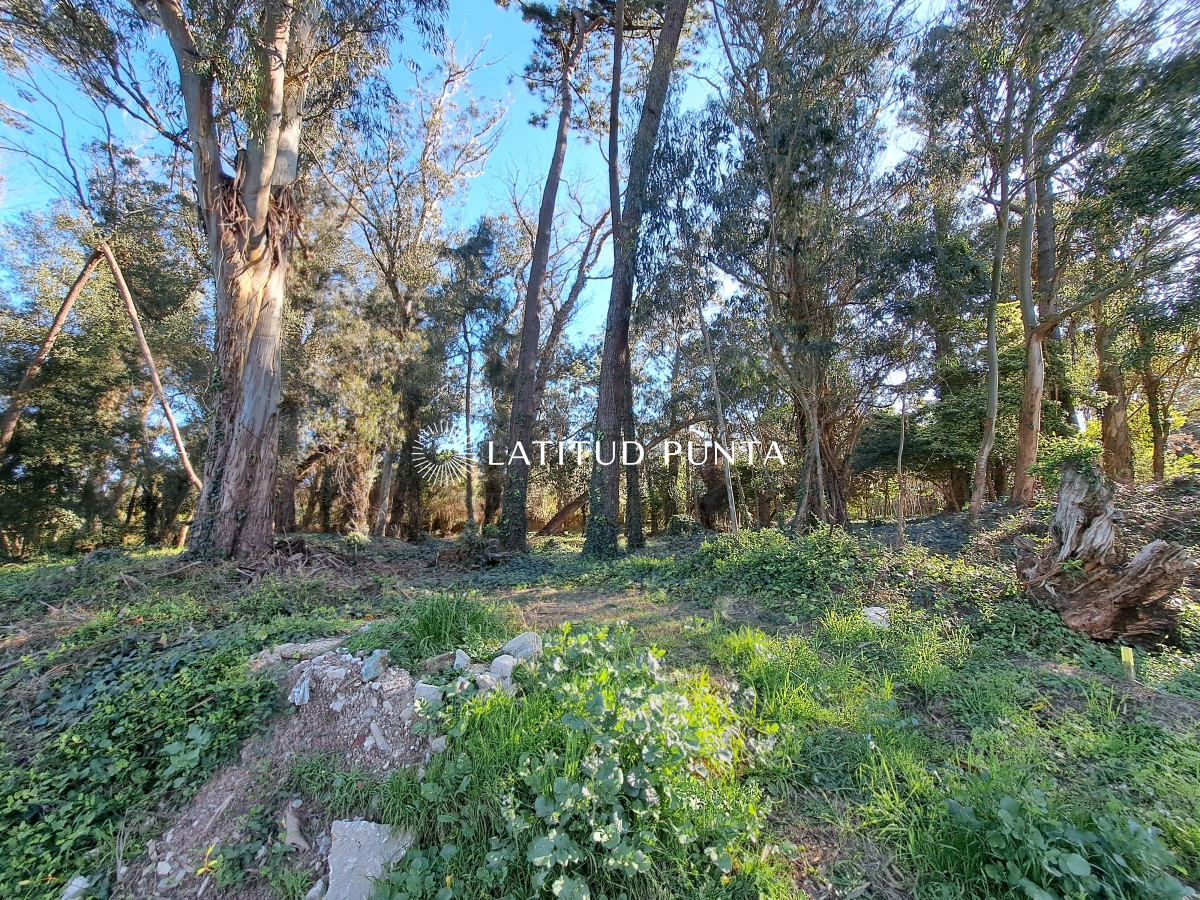 Golf - GoPunta - Portal Inmobiliario de Punta del Este - Maldonado