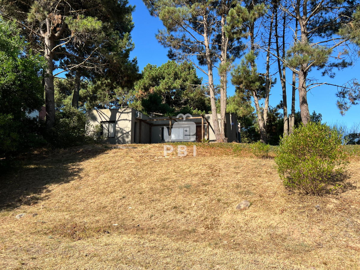 Chihuahua - GoPunta - Portal Inmobiliario de Punta del Este - Maldonado