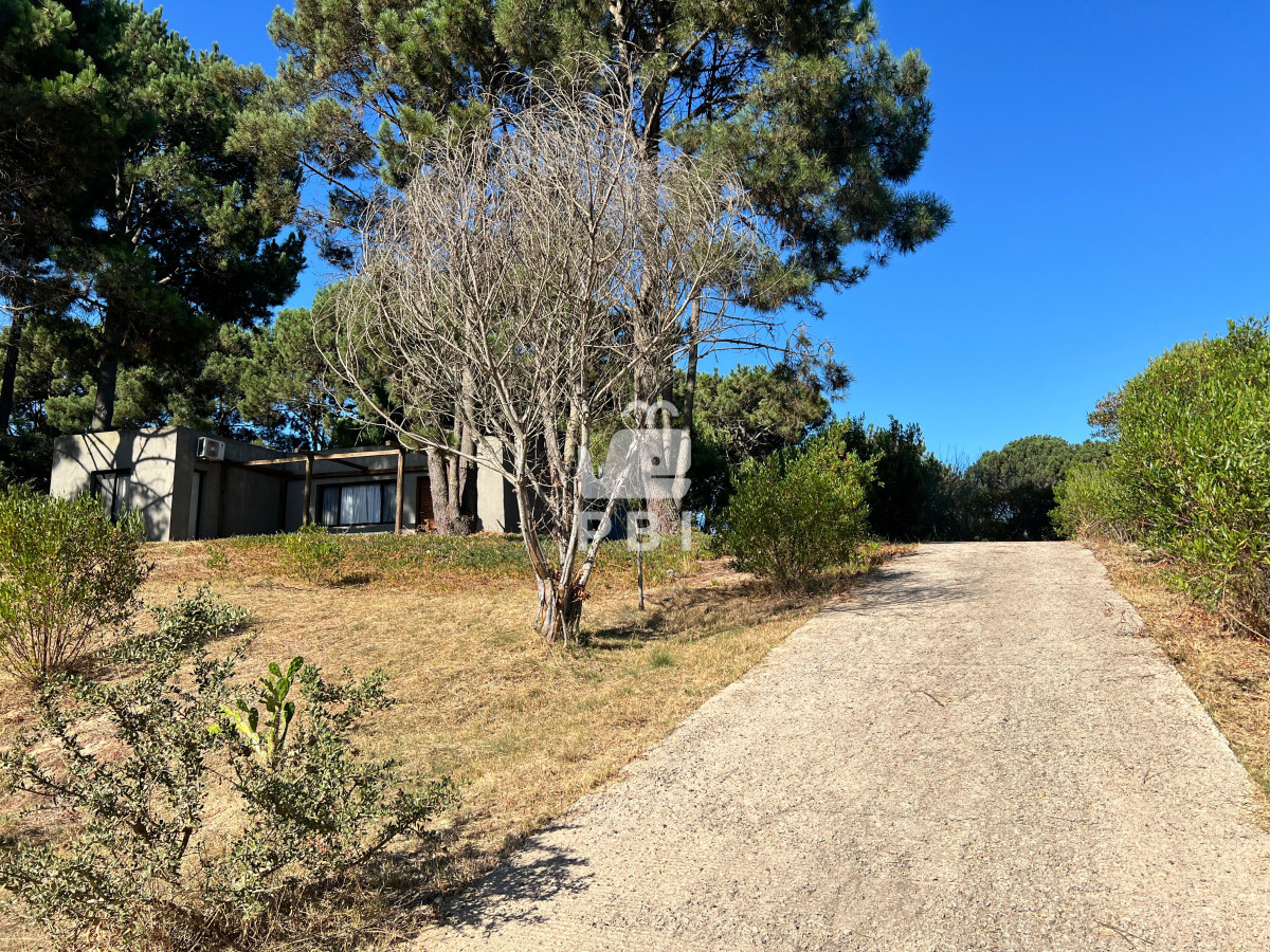 Chihuahua - GoPunta - Portal Inmobiliario de Punta del Este - Maldonado