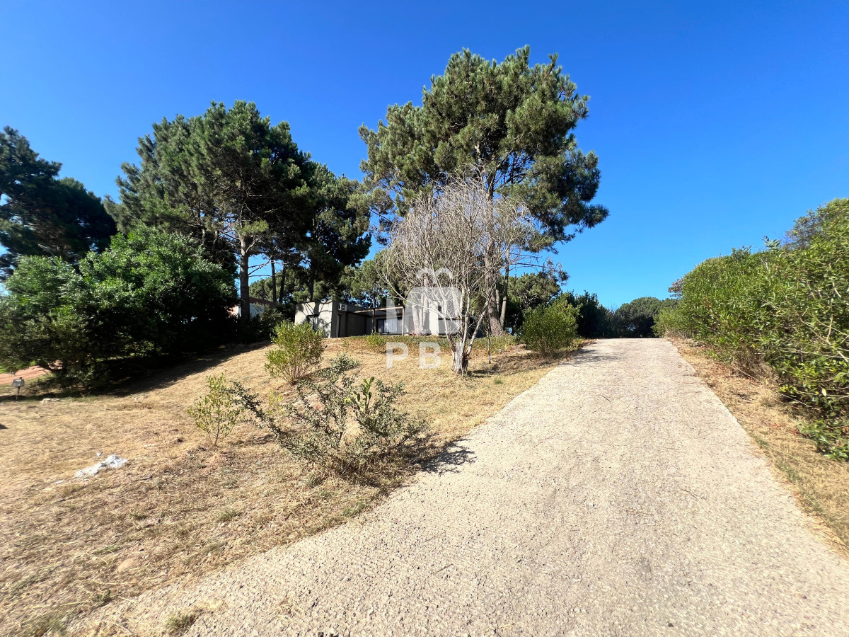 Chihuahua - GoPunta - Portal Inmobiliario de Punta del Este - Maldonado