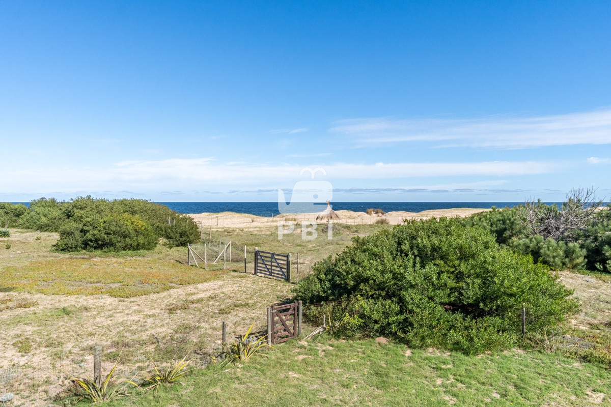 Chihuahua - GoPunta - Portal Inmobiliario de Punta del Este - Maldonado