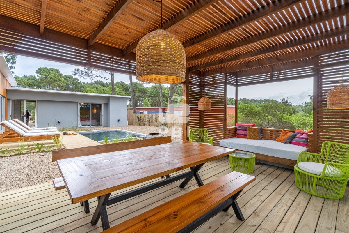 Chihuahua - GoPunta - Portal Inmobiliario de Punta del Este - Maldonado
