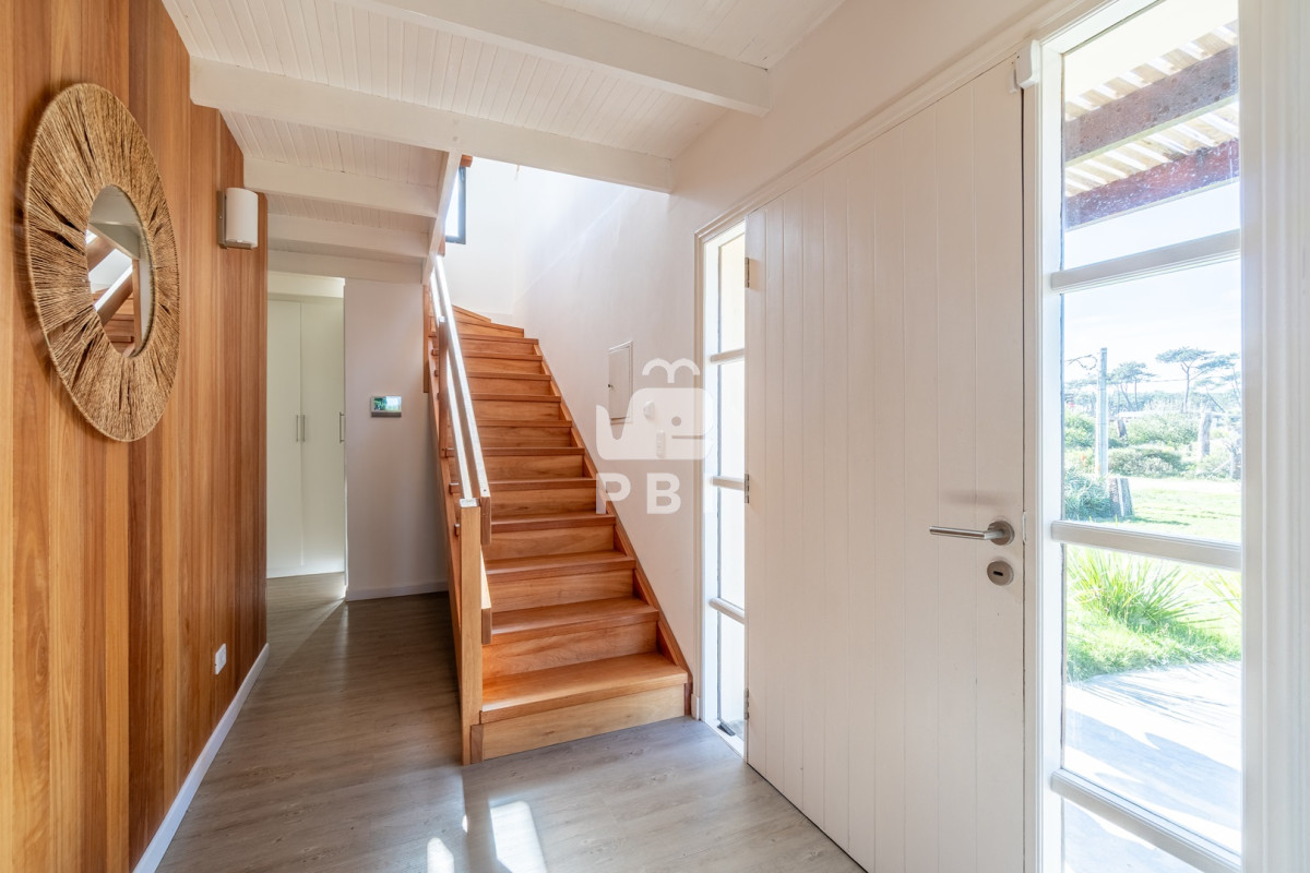 Chihuahua - GoPunta - Portal Inmobiliario de Punta del Este - Maldonado