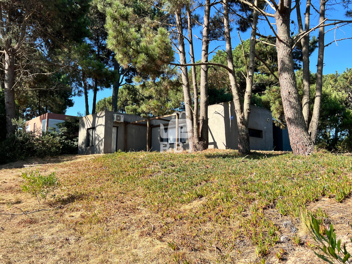 Chihuahua - GoPunta - Portal Inmobiliario de Punta del Este - Maldonado