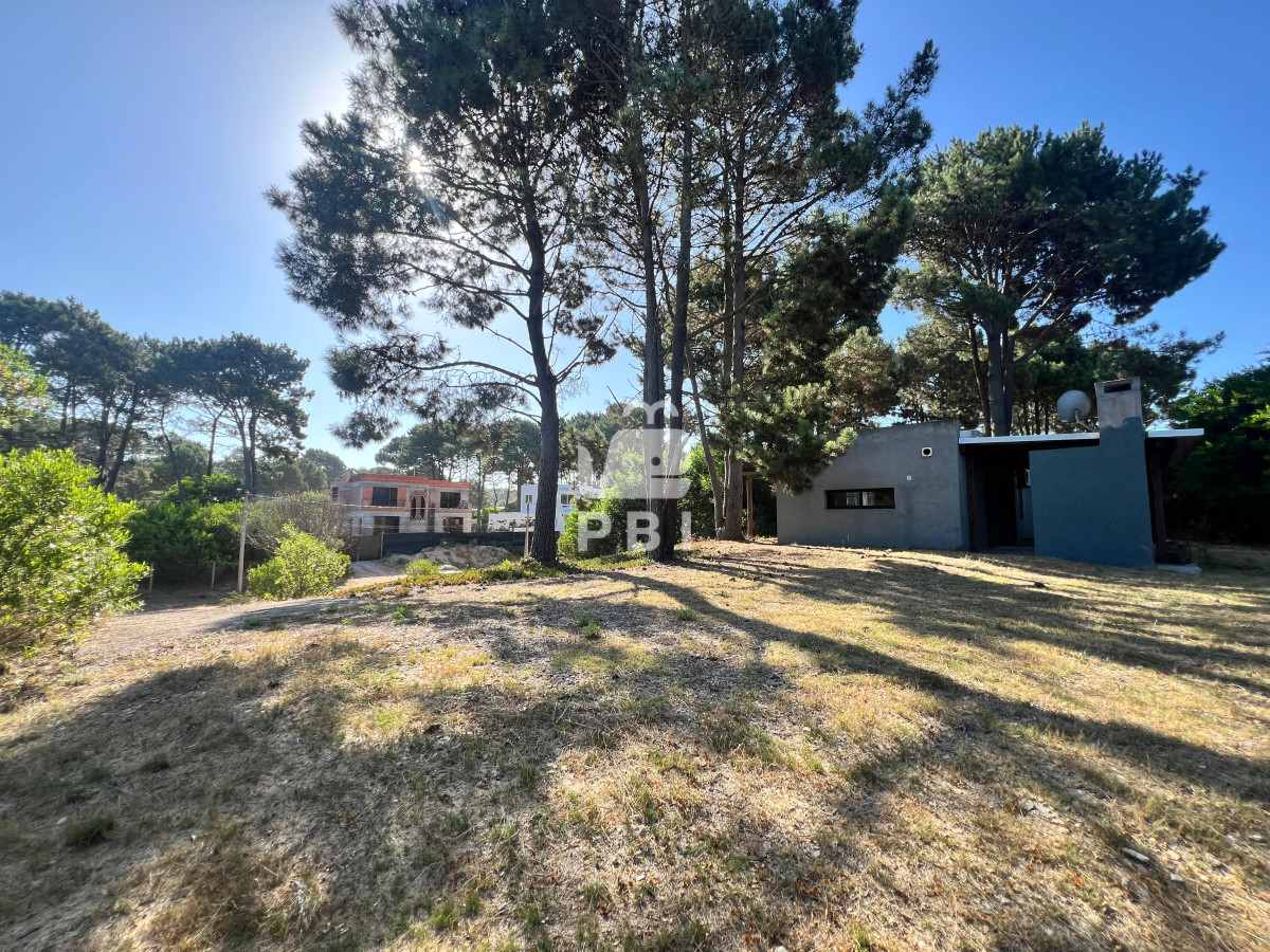 Chihuahua - GoPunta - Portal Inmobiliario de Punta del Este - Maldonado