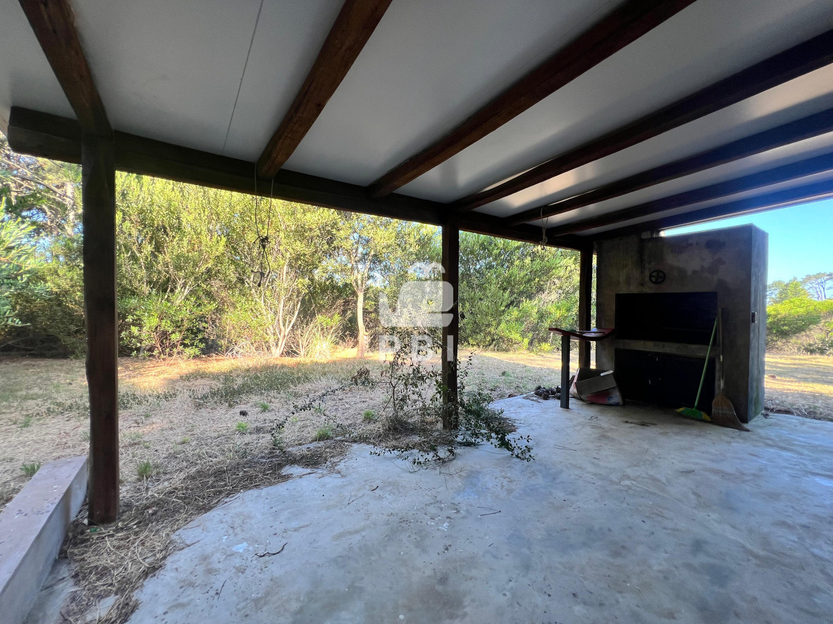 Chihuahua - GoPunta - Portal Inmobiliario de Punta del Este - Maldonado
