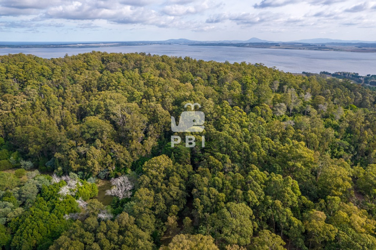 Laguna del Sauce - GoPunta - Portal Inmobiliario de Punta del Este - Maldonado