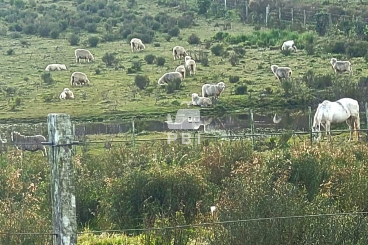Sierra de los Caracoles - GoPunta - Portal Inmobiliario de Punta del Este - Maldonado