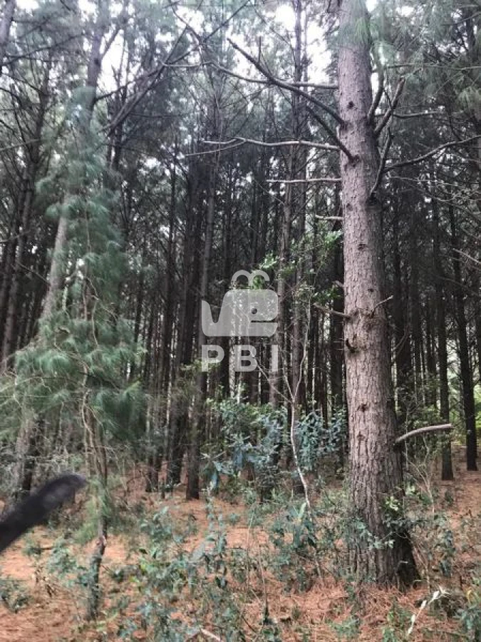 Q2hhY3JhIGVuIHZlbnRhIFB1bnRhIEJhbGxlbmEgIC0gUmVmIDogUEJJMTM0NA==