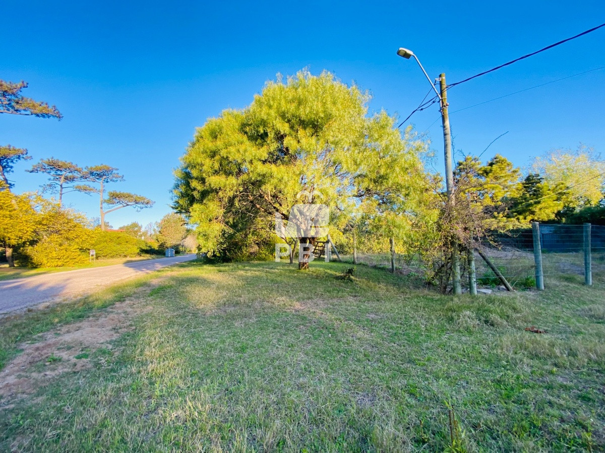 Tio Tom - GoPunta - Portal Inmobiliario de Punta del Este - Maldonado