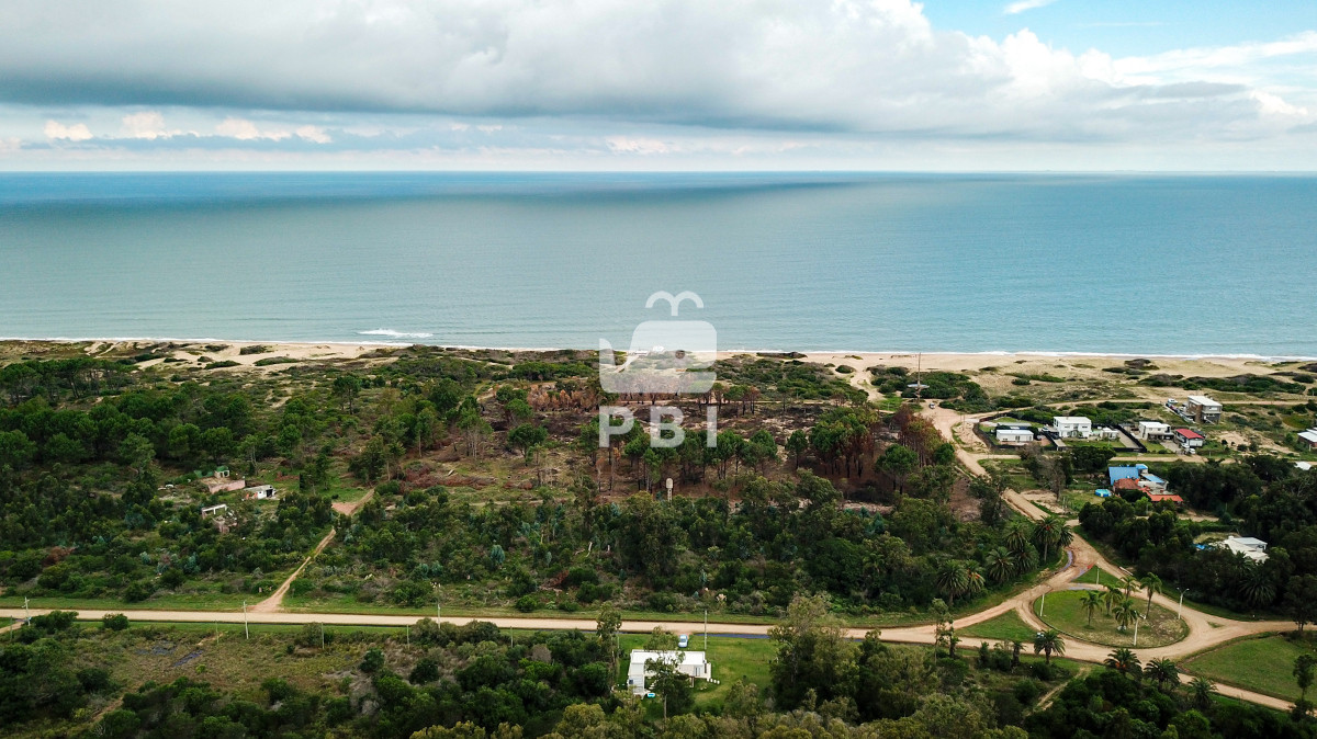 Sauce de Portezuelo - GoPunta - Portal Inmobiliario de Punta del Este - Maldonado