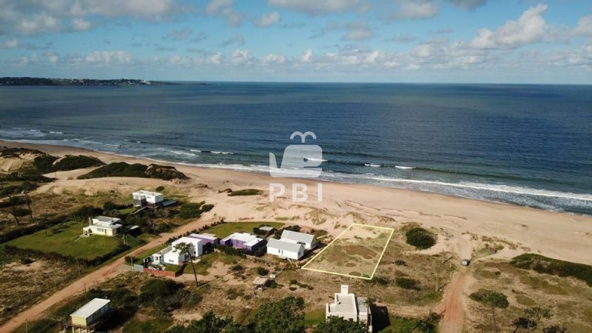 Chihuahua - GoPunta - Portal Inmobiliario de Punta del Este - Maldonado