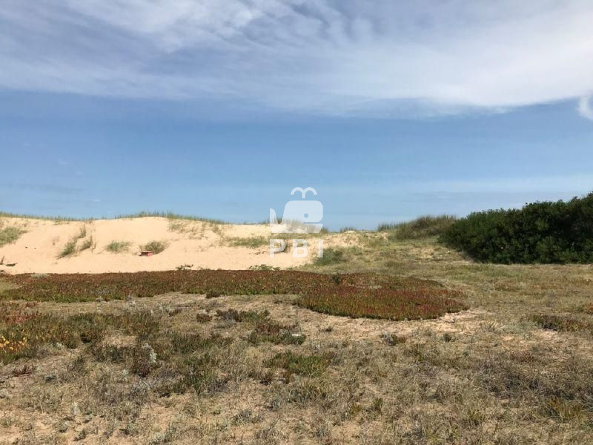 Chihuahua - GoPunta - Portal Inmobiliario de Punta del Este - Maldonado