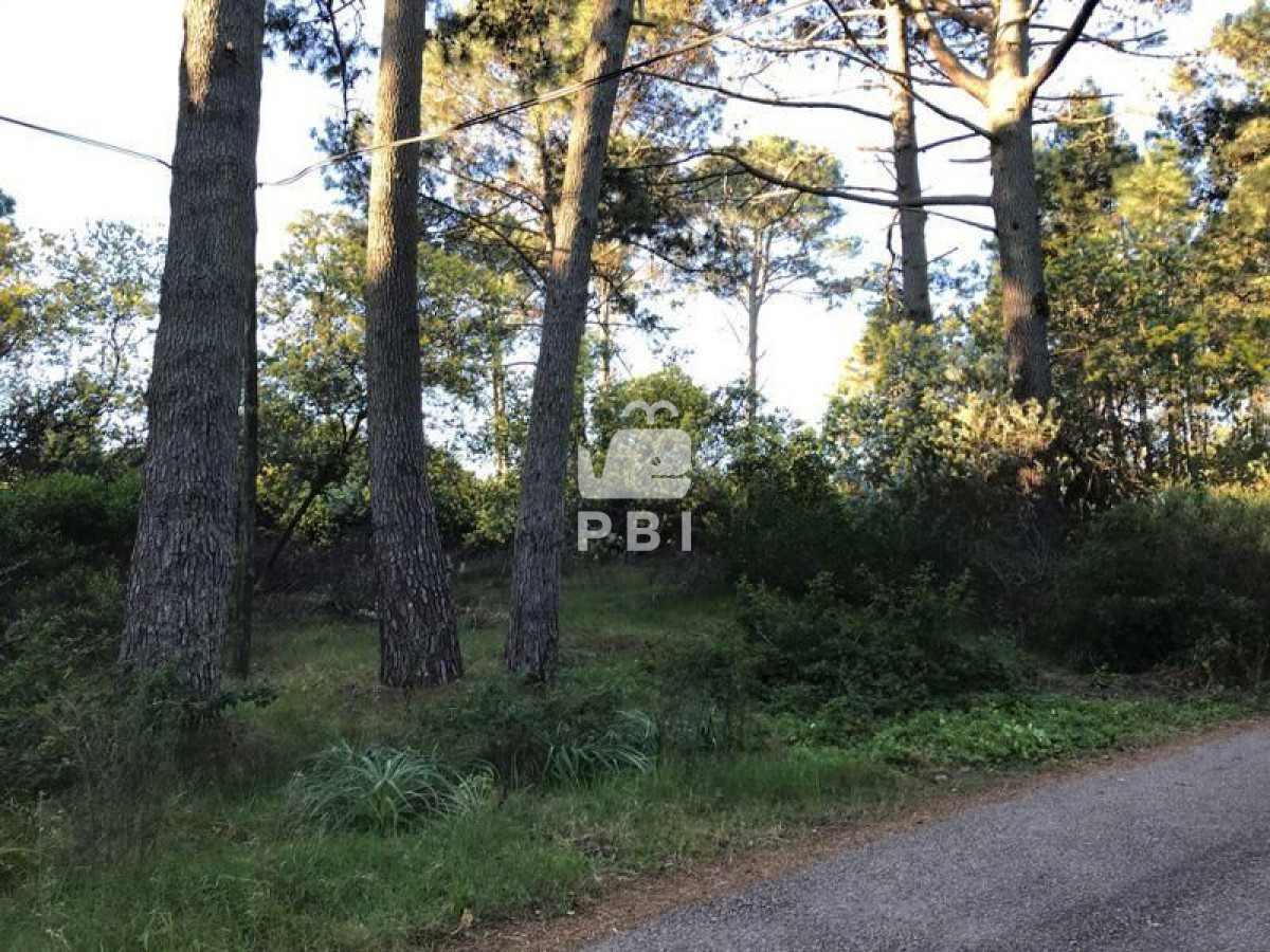 Portezuelo Bosque - GoPunta - Portal Inmobiliario de Punta del Este - Maldonado