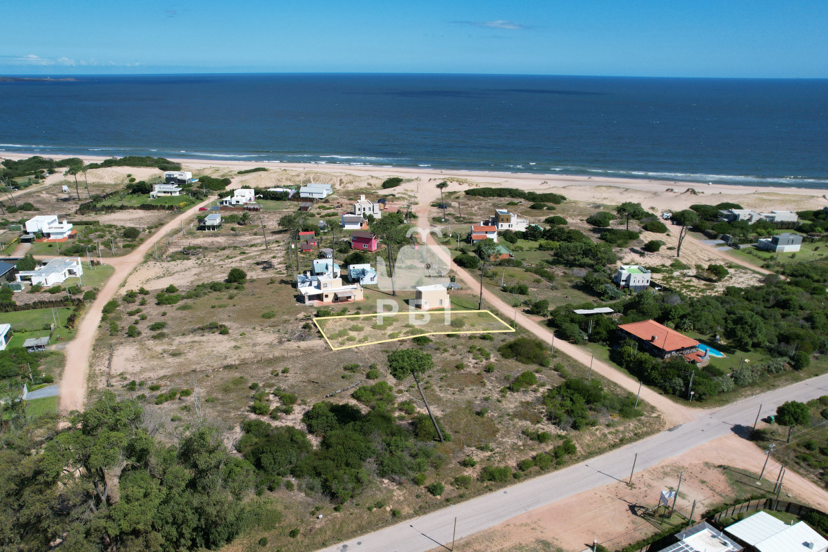 Chihuahua - GoPunta - Portal Inmobiliario de Punta del Este - Maldonado