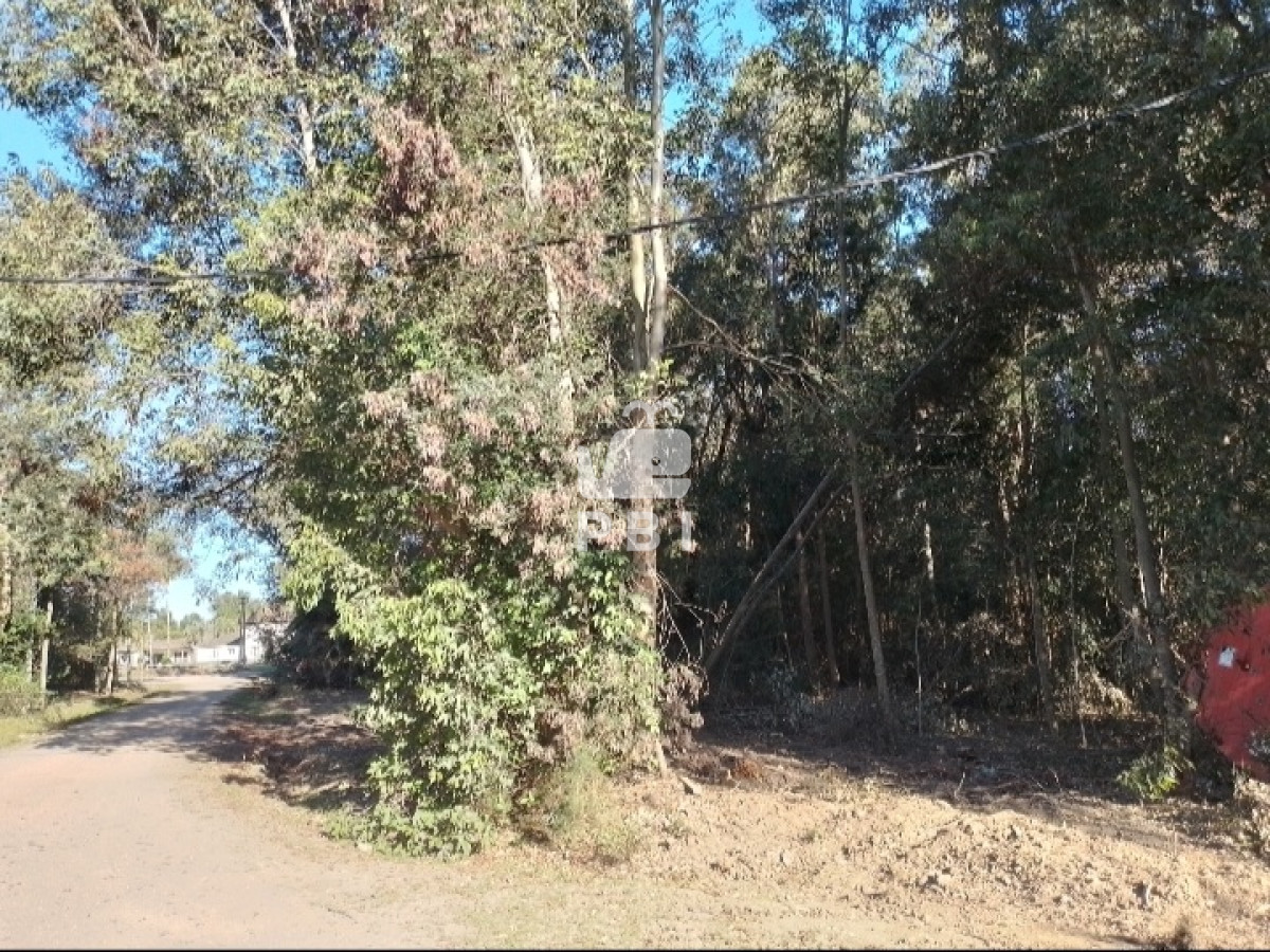 Sauce de Portezuelo - GoPunta - Portal Inmobiliario de Punta del Este - Maldonado