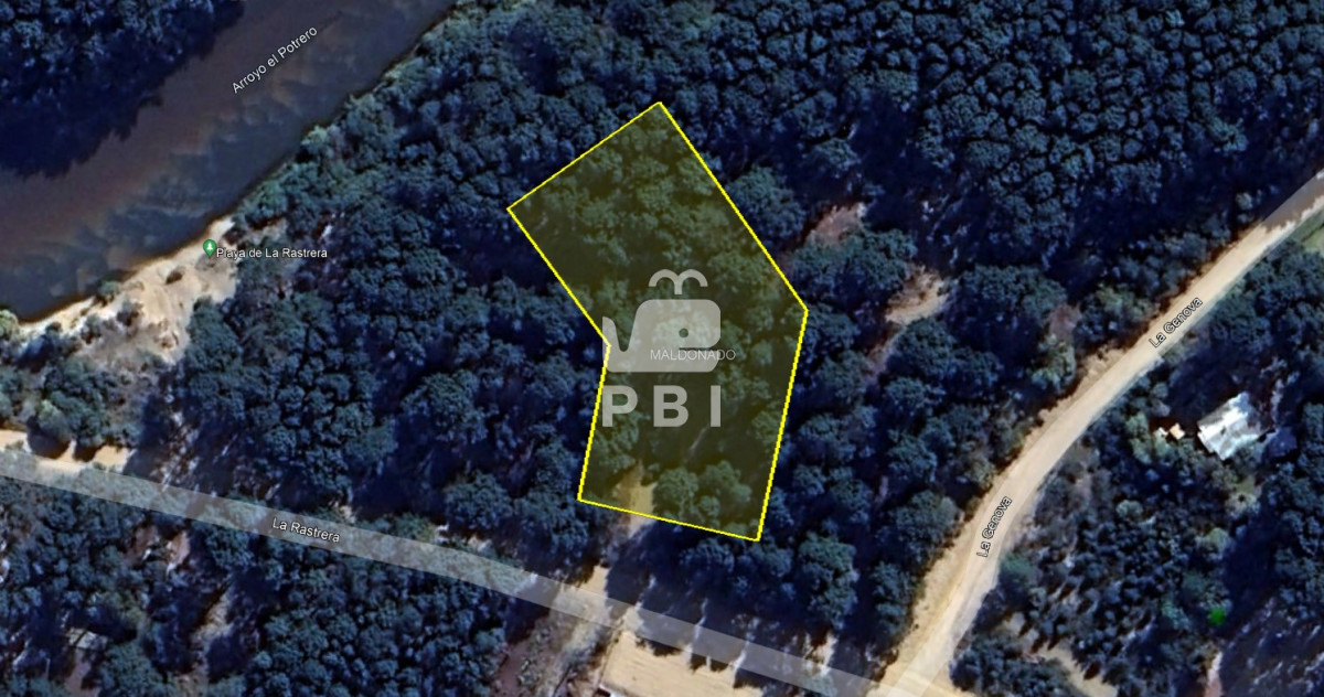 Chihuahua - GoPunta - Portal Inmobiliario de Punta del Este - Maldonado