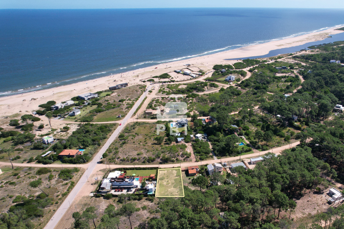 Chihuahua - GoPunta - Portal Inmobiliario de Punta del Este - Maldonado