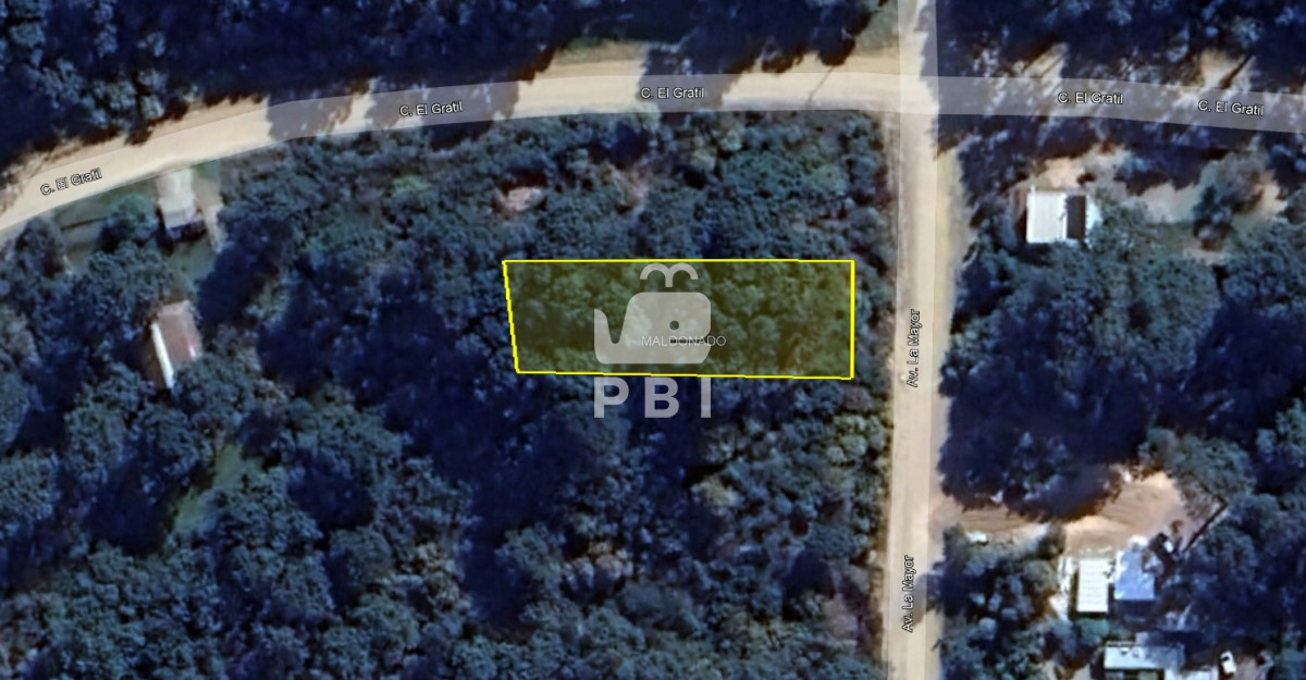 Chihuahua - GoPunta - Portal Inmobiliario de Punta del Este - Maldonado